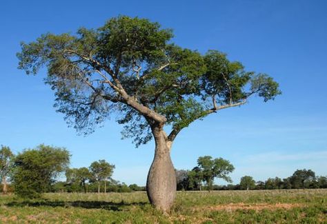 propiedades-del-palo-santo-disfruta-de-los-beneficios Identify Plant, Southern Africa, Plant Species, Landscaping Plants, Plant Design, Landscape Architect, Backyard Garden, Google Photos, Tree Trunk