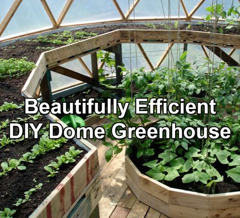 A Beautifully Constructed DIY Dome Greenhouse... - http://www.ecosnippets.com/gardening/a-beautifully-constructed-diy-dome-greenhouse/ Geodesic Dome Greenhouse, Cheap Greenhouse, Dome Greenhouse, Best Greenhouse, Aquaponics Diy, Indoor Greenhouse, Greenhouse Interiors, Home Greenhouse, Greenhouse Effect