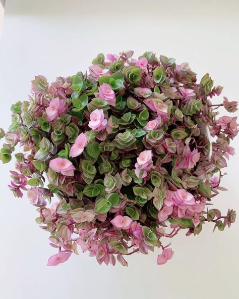 Callisia Plants, Pink Plant Aesthetic, Pink Houseplants, Pilea Glauca, Plants With Pink Flowers, Pink Plants, Cactus Planta, Household Plants, Succulent Garden Diy