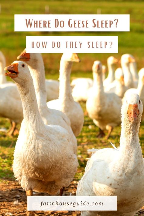 Domestic geese, however, will sleep just about anywhere and will often return to the same sleeping spot night after night. Instead, they’ll sleep right on the open water, comfortably floating along in a big group. Wild geese tend to sleep on the water and typically only sleep on land when they feel safe from predators. #geesebehavior #geesesleeping #wheredo #raising #wildgeese #sleeping #geesepet #farmhouseguide Geese Coop, Geese House Ideas, Goose Coop, Raising Geese, Duck And Geese Housing, Geese Migration, Sebastopol Geese, Raising Embden Geese, Commercial Farming