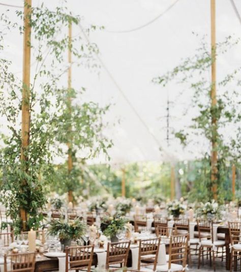 Wedding tent poles trees Berkshires Wedding, Pole Decor, Quotes Outdoors, Education Tattoos, Tent Weddings, Bermuda Wedding, Tattoos Celebrities, Tent Decor, Greenery Wedding Bouquet