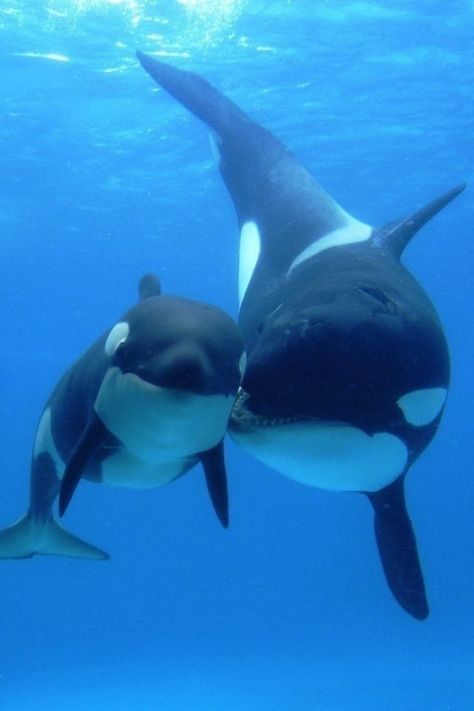 Sea Mammal, Wild Kingdom, Underwater Animals, Cute Whales, Beautiful Sea Creatures, Water Animals, Orca Whales, Rare Animals, Pretty Animals