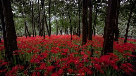 Field Of Red Flowers, Red Flower Field, Red Spider Lily, Flower Shop Design, Wedding Flowers Peonies, Wild Forest, Falling From The Sky, Flower Girl Hairstyles, Wedding Table Flowers