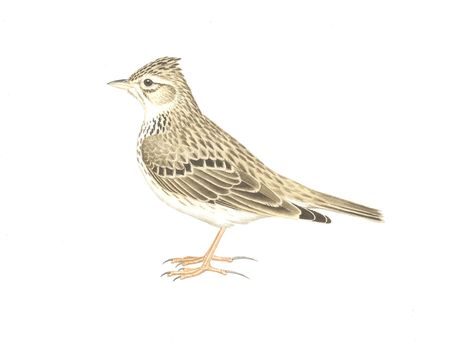 Eurasian Skylark, Alauda arvensis. Watercolor Skylark Illustration, Random Inspiration, Skylark, Scientific Illustration, Bird Art, Art Projects, Birds, Google Search, Animals