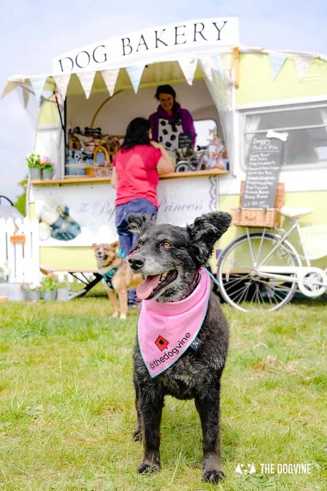 Dogstival | The First New Forest Dog Festival Is A Barking Success  #dogfriendly #newforest #dogstival Dog Events Ideas, Dog Festival Ideas, Dog Fundraising Ideas, Dog Event Ideas, Dog Cafe Aesthetic, Animal Fundraiser, Pet Festival, Dog Festival, Dog Event