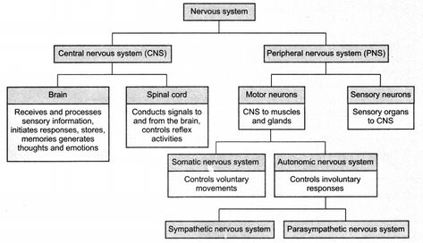 #NCERTSolutions #NCERTSolutionsforClass10 #NCERTSolutionsforClass10Science #NCERTSolutionsforClass10ScienceChapter7ControlandCoordination Class 10 Science Notes, Ncert Class 10, Class 10 Notes, Notes Science, Class 10 Science, Science Revision, Peripheral Nervous System, Motor Neuron, Medical Student Study