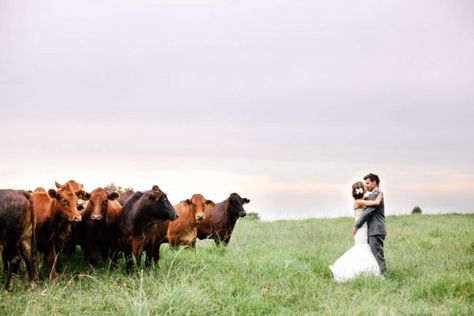 Wedding Photos With Cows, Farm Wedding Photo Ideas, Cow Wedding, Vanilla Photography, Farmer Wedding, Country Wedding Pictures, Western Weddings, Prenup Ideas, Country Western Wedding