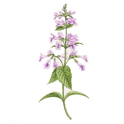 Catnip (Nepeta cataria) Catnip Plant Drawing, Catnip Plant Tattoo, Catnip Flower, Catnip Illustration, Nepeta Cataria, Catnip Flower Tattoo, Catnip Drawing, Catnip Tattoo, Catnip Plant