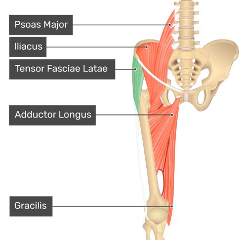 Leg Muscles Anatomy, Hip Anatomy, Tensor Fasciae Latae, Anatomy Flashcards, Muscle Anatomy, Thigh Muscles, Leg Muscles, Muscles, Anatomy