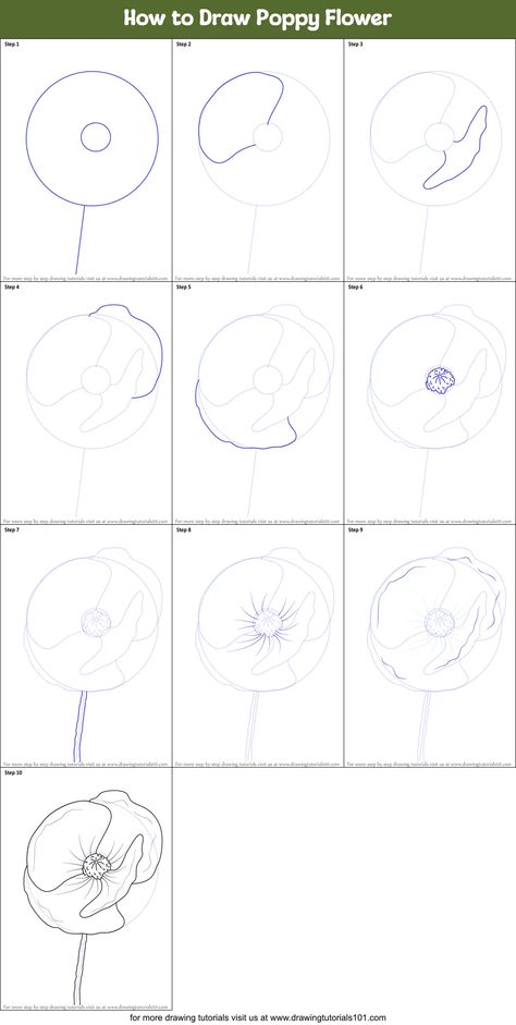 How to Draw Poppy Flower (Poppy) Step by Step | DrawingTutorials101.com How To Draw Poppy, How To Draw A Poppy, How To Draw A Poppy Flower, Draw Poppy Flower, How To Draw Poppies, Red Poppy Drawing, Poppies Drawing, Poppy Flower Drawing, Flower Poppy