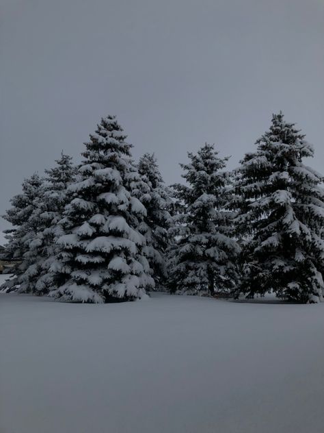 Five pine trees covered in and surrounded by snow Pine Trees With Snow, Snow On Pine Trees, Pine Trees In Snow, Phone Themes Winter, Noel Core, Pine Trees Aesthetic, Pine Tree Aesthetic, Snowy Evergreen Trees, Snow Pine Trees