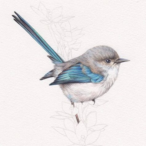 Heidi Willis, Watercolor Birds Tutorial, Blue Wren, Blue Bird Art, Bird Clipart, Watercolour Inspiration, Australian Birds, Watercolor Painting Techniques, Colored Pencil Drawing