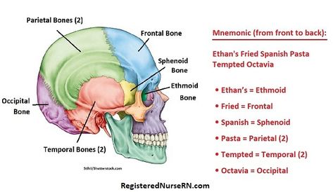 Human Skull Bones (Cranial and Facial Bones) Mnemonic In anatomy and physiology, you’ll learn about the 22 skull bones, which consists of flat and irregular bones that are connected together by jagged... Cranial Bones Anatomy, Emt Notes, Skull Structure, Cranial Bones, Dental Nursing, Learning Anatomy, Pass Nursing School, Human Skeletal System, Basic Anatomy