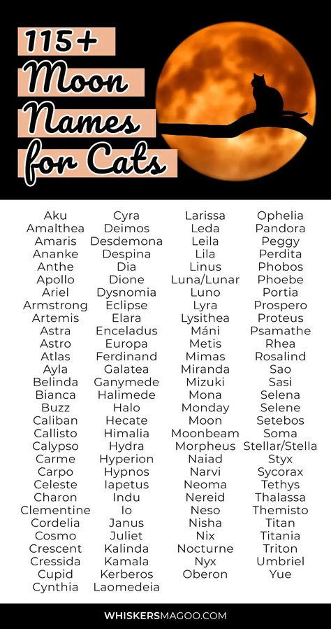 From Apollo, Luna, and Celeste, to Artemis, Buzz, Moon, Astro, and more, check out over 115 mystical moon and moon-inspired names for cats and kittens - right here! Name Related To Moon, Names Related To Moon, Moon Names Aesthetic, Moon Name Ideas, Moon Related Names, Good Cat Names, Sienna Core, Male Dog Names Unique, Celestial Names