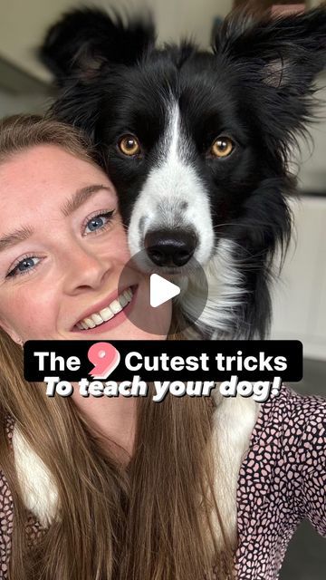 Border Collie Tricks, Tricks To Teach Your Dog, Border Collie Humor, Brown Border Collie, Dog Cuddles, Cute Borders, Dog Training Advice, Dog Training Videos, Border Collie Dog