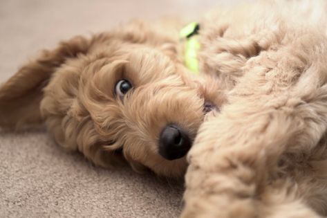 Curly Goldendoodle, Goldendoodle Full Grown, Chocolate Goldendoodle, Goldendoodle Black, Goldendoodle Haircuts, Goldendoodle Grooming, F1b Goldendoodle, Coat Types, Mini Goldendoodle Puppies