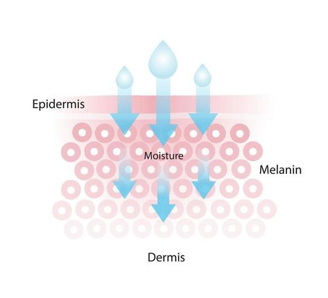 Infographic of skin moisture vector isolated on white background. The mechanism of nutrient absorption through healthy skin layer. Skin care and beauty concept illustration. Water On Skin, Skin Anatomy, Nutrient Absorption, How To Shade, Concept Illustration, Woman Bags Handbags, Women Accessories Bags, Beauty Cosmetics, Skin Moisturizer