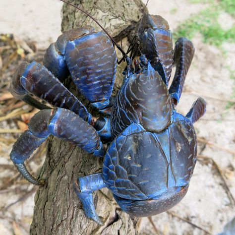 Coconut Crab, the Mother of Nopes. - Album on Imgur Coconut Crab, Blue Crabs, Creature Marine, Matka Natura, Beautiful Sea Creatures, Interesting Animals, Blue Crab, Unusual Animals, Arthropods