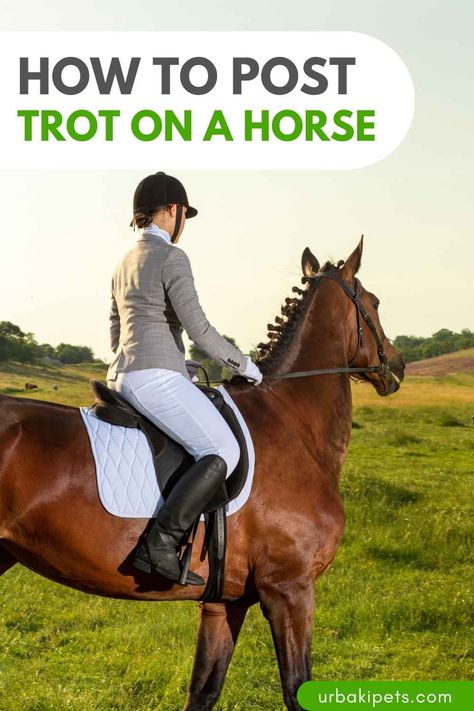 Welcome to our comprehensive guide on how to post trot on a horse! At Equine Helper, we're here to help you perfect this essential riding skill. Posting trot not only enhances your control and balance but also ensures the comfort and well-being of your equine companion. 1. Establishing Proper Position: Begin by sitting deep in the saddle with heels down and shoulders back. Maintain a straight but relaxed posture, keeping your eyes up and looking ahead. 2. Understanding the Trot... Equestrian Essentials, Horse Training Exercises, Horseback Riding Tips, Riding Tips, Winter Horse, Question To Ask, Horse Care Tips, Horse Info, Horse Riding Tips