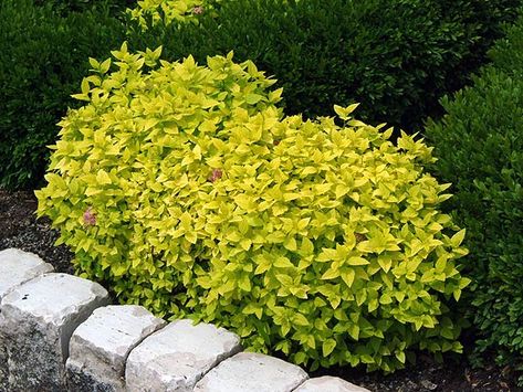 Goldmound Spirea Spirea Goldmound, Goldmound Spirea Landscaping, Goldmound Spirea, Spirea Plant, Houston Landscaping, Spirea Bush, Feather Reed Grass, Types Of Shrubs, Landscaping Trees