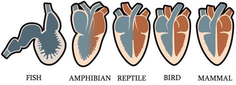 Cardiac Anatomy, Stem Night, Fish Anatomy, Comparative Anatomy, Veterinary Tech, Branches Of Science, Heart Anatomy, Animal Conservation, Animal Study