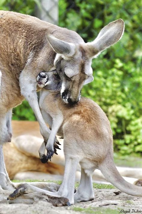 Kangaroo Image, Kangaroo Art, Aussie Animals, Elephant Shrew, Red Kangaroo, Bird People, Rooster Painting, Australia Animals, Australian Wildlife