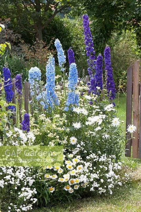 Delphinium Landscaping, Delphinium Garden Ideas, Sky Blue Delphinium, Blue Cottage Garden, White And Blue Garden, Delphinium Garden, Achillea Ptarmica, Cottage Garden Patio, Blue And White Garden