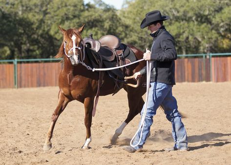 Stirrup Driving Your Young Horse Downunder Horsemanship, Clinton Anderson, Training Horses, Reining Horses, Equestrian Problems, Horse Riding Tips, Horse Ideas, Horse Training Tips, Barrel Horse