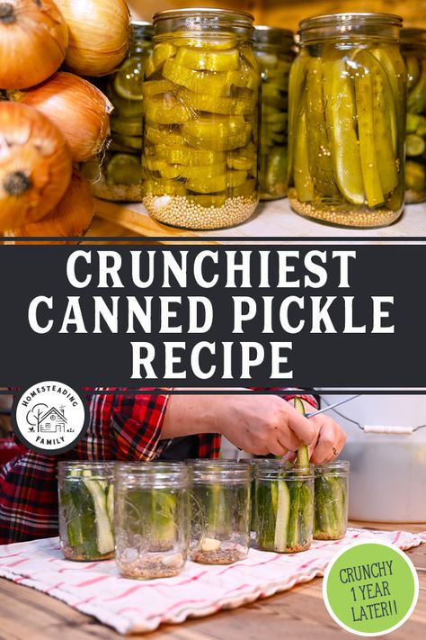 Best Canned Pickles, Pickled Pickles Recipes, Best Pickle Recipe For Canning, Pickled Cucumbers Canned, Crunchy Canned Pickles, Canned Cucumbers Pickles Recipe, Ways To Can Cucumbers, Canning Dill Pickles Recipe Crunchy, How To Make Homemade Pickles Crunchy