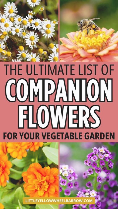 The best companion flowers for vegetable garden for high growth and harvest. Our companion flower planting guide has the must-have flowers for the vegetable garden that promotes growth all growing season. This article will guide you through selecting the ideal flowers, planting tips, the best vegetable garden layout with flowers, and maintenance strategies to ensure ideal growth and harvest. These are the top companion planting flowers for a vegetable garden. Flowers For Vegetable Garden, Companion Planting Flowers, Vegetable Garden Companion Planting, Companion Planting Layout, Small Vegetable Garden Ideas, Companion Flowers, Best Garden Plants, Veggie Garden Layout, Flower Planting Guide