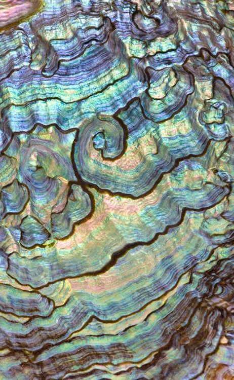 ...iridescent abalone shell...: Emoji Printables, Free Emoji, Yellow Room, Paint Techniques, Texture Inspiration, Ocean Inspired, Natural Forms, Patterns In Nature, Abalone Shell