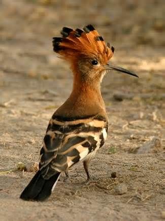 A male Hoopoe. Wonderful info about this beautiful bird at post. Photographer unknown. via Henry E. Hooper Hoopoe Bird, South African Birds, Kinds Of Birds, Nature Birds, African Wildlife, All Birds, Exotic Birds, Pretty Birds, African Animals