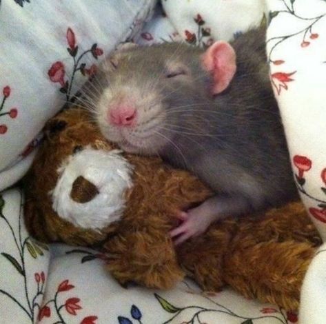 Cute Rat Aesthetic, Rattus Rattus, Funny Rats, Cute Small Animals, Pet Mice, Cute Rats, A Rat, Silly Cats Pictures, Cute Hamsters