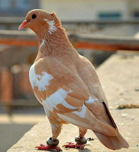 Brown And White Pigeon, Brown Pidgeons, Fancy Pigeon Breeds, Pegion Bird, Brown Pigeon, Beautiful Pigeons, Ankle Monitor, Fancy Pigeon, Fancy Pigeons