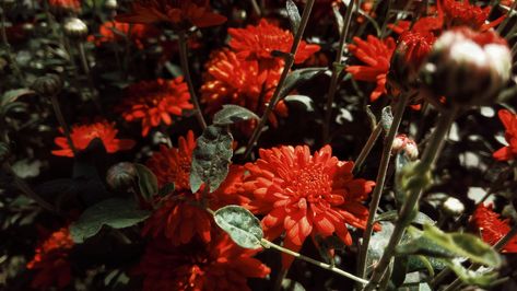 Red Chrysanthemum Aesthetic, Chrysanthemum Aesthetic, Wholesome Aesthetic, Red Chrysanthemum, Aesthetic Flowers, Chrysanthemum, Dahlia, Scarlet, Collage