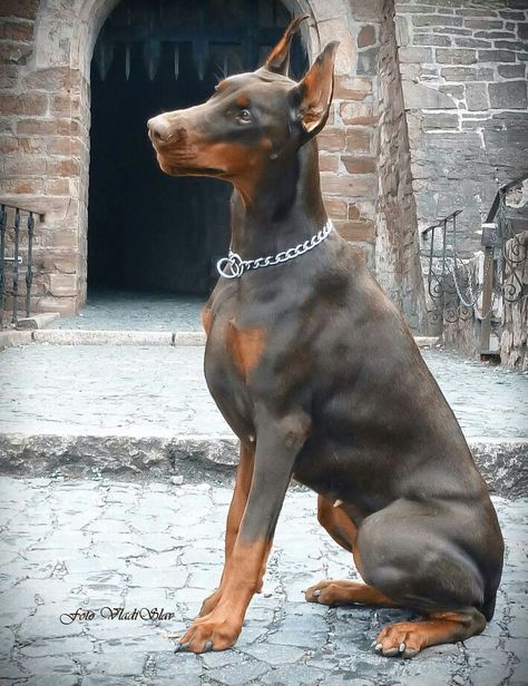 Red Doberman Blue Doberman, European Doberman, Doberman Puppies, Doberman Pinscher Puppy, Doberman Love, Doberman Pinscher Dog, Doberman Puppy, Doberman Dogs, Guard Dogs