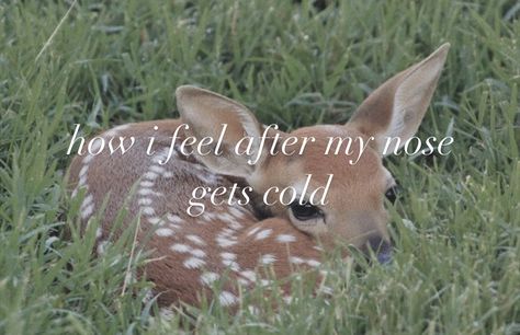 Online Diary, Oh Deer, Silly Animals, Baby Deer, Blogger Girl, Silly Me, Girl Blog, What’s Going On, Just Girly Things