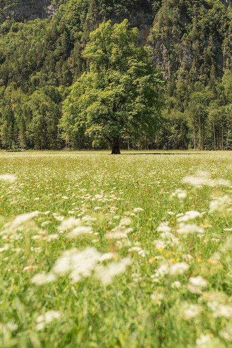 Beautiful mountain landscape of a green field with a lonely big tree by Blue Collectors for Stocksy United Pretty Green Landscape, Green Fields Photography, Green Fields Aesthetic, Big Field Aesthetic, Lush Green Landscape, Mid Afternoon Aesthetic, Big Tree Aesthetic, Landscape Green Aesthetic, Green Mountain Aesthetic