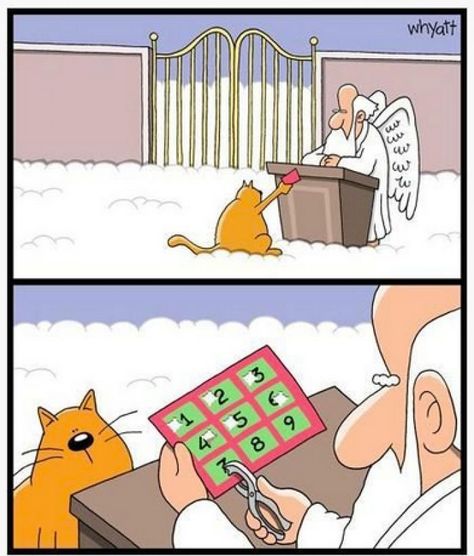 Funny cat in heaven cartoon | Oh my gurd! | Pinterest Cat Cartoons, Cat Heaven, 9 Lives, Cat Jokes, Cat Comics, Animal Cartoon, Memes Humor, Cartoon Pics, Funny Cartoons