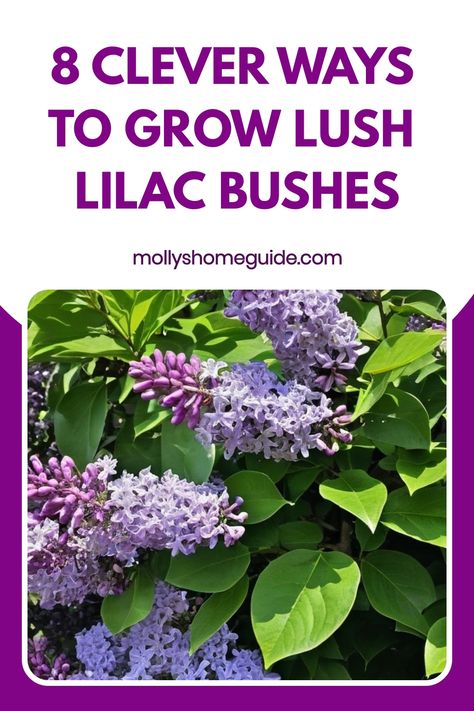 Discover the beauty of growing lilac bushes with these expert tips and tricks! Learn how to cultivate stunning lilac blooms in your garden with our comprehensive guide. From soil requirements to pruning techniques, we've got you covered every step of the way. Elevate your gardening skills and create a vibrant oasis filled with fragrant lilac flowers that will enchant all who visit. Unleash the full potential of your outdoor space by mastering the art of growing flourishing lilac bushes. How To Prune Lilac Bush, What To Plant With Lilacs, Pruning Lilac Bushes, Prune Lilac Bush, Lilac Care, Lilac Varieties, Leaf Mulch, Lilac Bush, Lilac Tree