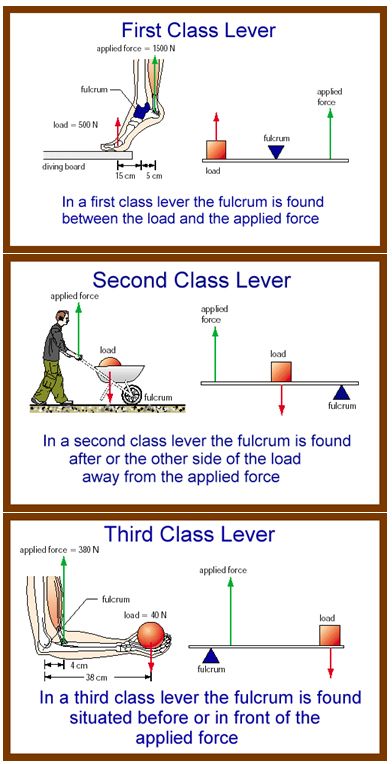 14.04.04: What Makes Things Move? Levers in the Human Body Levers Activities, Body Worksheet, Simple Machines Activities, Human Body Worksheets, Physics Problems, Human Body Projects, Basic Anatomy And Physiology, Science Crafts, Simple Machines