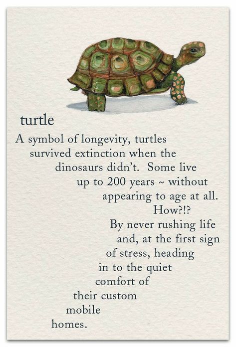 Spirituality Turtle Meaning, Turtle Symbolism, Turtle Spirit Animal, Turtle Quotes, Logo Meaning, Pet Condolences, Sulcata Tortoise, Support Encouragement, Animal Spirit Guides