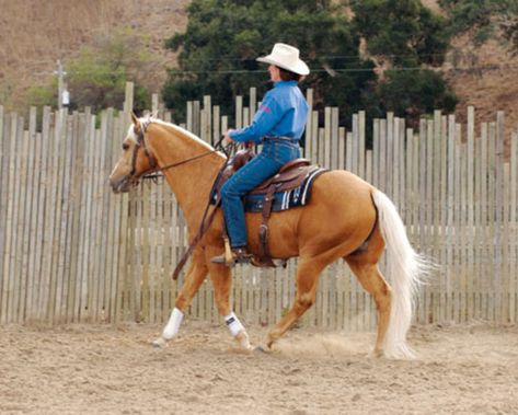 World champion trainer Sandy Collier shares her core horse training secrets in her book, 'Reining Essentials: How to Excel in Western?s Hottest Sport,' adapted for Horse & Rider magazine. Western Dressage, Horse Training Tips, Riding Lessons, Western Riding, Equestrian Boots, All About Horses, Her Book, Western Horse, Horse Training