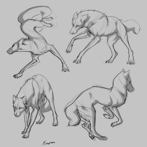 Wolf Poses, Wolf Sketch, Canine Drawing, Dog Anatomy, Wolf Artwork, 강아지 그림, Animal Study, Wolf Drawing, Canine Art