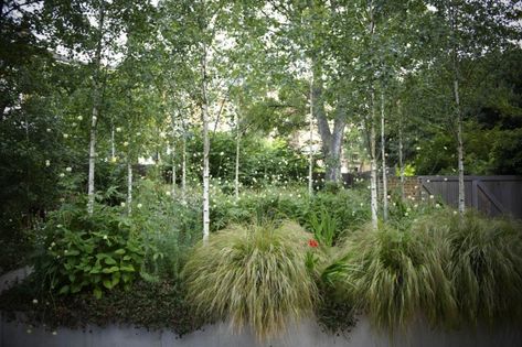 Jinny Blom Primrose Hill Garden. Foto Charlie Hopkinson, Gardenista Stipa Arundinacea, Birch Trees Garden, Private Garden Design, Birch Trees Landscaping, Landscaping On A Hill, Rose Garden Design, Woodland Plants, Lake Garden, Primrose Hill