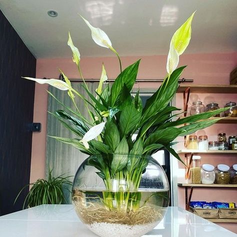 Plants In Clear Pots, Plants Grown In Water Bottle, Clear Plant Pot, Flowers That Grow In Water, Pothos In Water Vase, Hydroponic House Plants Ideas, Plants That Live In Water, How To Grow Peace Lily In Water, Peace Lilly In Water