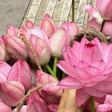 #lotus 💮🪷🩷🤍⛲ Lotus Flower Bouquet, Lotus Bouquet, Lotus Flowers, Lotus Flower, Flowers Bouquet, Lotus, Flowers, Nature