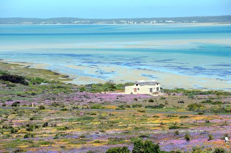 Langebaan. West Coast. South Africa.  Home of the best *feet in sand* outdoor restaurant ever...the Strandlooper - 10 course meal of fresh sea food... Flowers South Africa, West Coast South Africa, Dark Continent, Provinces Of South Africa, Out Of Africa, Outdoor Restaurant, Western Cape, Places Of Interest, Southern Africa