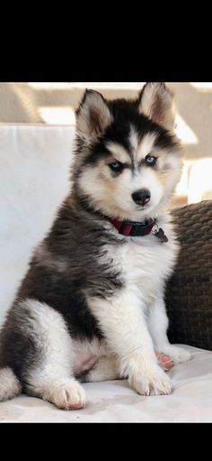 Wooly Siberian Husky  Wooly Siberian Husky Puppy #siberianhusky Wooly Husky, Wooly Siberian Husky, Husky With Blue Eyes, Alaskan Husky, Siberian Husky Dog, Siberian Husky Puppies, Rottweiler Puppies, Husky Puppy, Husky Dogs