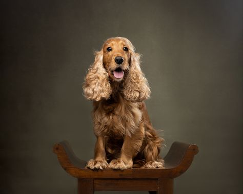 Spaniel Photography, Dogs Photography, Animal Photoshoot, Studio Portrait Photography, English Cocker, English Cocker Spaniel, Studio Portrait, Fine Art Portraits, Dog Photography